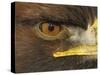 Golden Eagle Adult Portrait, Close up of Eye, Cairngorms National Park, Scotland, UK-Pete Cairns-Stretched Canvas