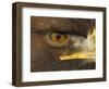 Golden Eagle Adult Portrait, Close up of Eye, Cairngorms National Park, Scotland, UK-Pete Cairns-Framed Premium Photographic Print