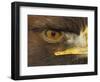 Golden Eagle Adult Portrait, Close up of Eye, Cairngorms National Park, Scotland, UK-Pete Cairns-Framed Premium Photographic Print