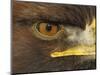 Golden Eagle Adult Portrait, Close up of Eye, Cairngorms National Park, Scotland, UK-Pete Cairns-Mounted Premium Photographic Print