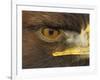 Golden Eagle Adult Portrait, Close up of Eye, Cairngorms National Park, Scotland, UK-Pete Cairns-Framed Photographic Print