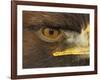 Golden Eagle Adult Portrait, Close up of Eye, Cairngorms National Park, Scotland, UK-Pete Cairns-Framed Photographic Print