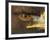 Golden Eagle Adult Portrait, Close up of Eye, Cairngorms National Park, Scotland, UK-Pete Cairns-Framed Photographic Print