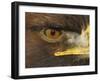 Golden Eagle Adult Portrait, Close up of Eye, Cairngorms National Park, Scotland, UK-Pete Cairns-Framed Photographic Print