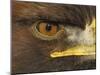 Golden Eagle Adult Portrait, Close up of Eye, Cairngorms National Park, Scotland, UK-Pete Cairns-Mounted Photographic Print