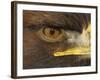 Golden Eagle Adult Portrait, Close up of Eye, Cairngorms National Park, Scotland, UK-Pete Cairns-Framed Photographic Print