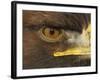 Golden Eagle Adult Portrait, Close up of Eye, Cairngorms National Park, Scotland, UK-Pete Cairns-Framed Photographic Print