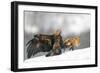 Golden Eagle And Red Fox-Yves Adams-Framed Giclee Print