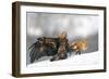 Golden Eagle And Red Fox-Yves Adams-Framed Giclee Print