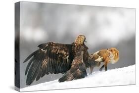 Golden Eagle And Red Fox-Yves Adams-Stretched Canvas