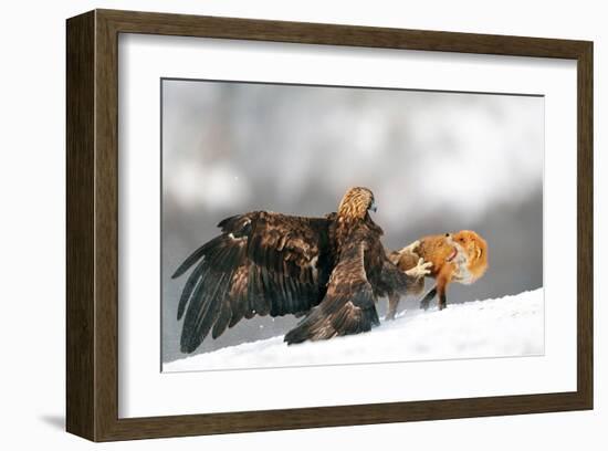 Golden Eagle and Red Fox-null-Framed Art Print