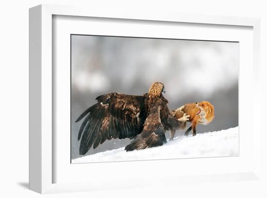 Golden Eagle and Red Fox-null-Framed Art Print