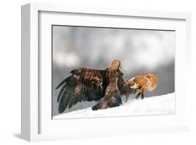 Golden Eagle and Red Fox-null-Framed Art Print