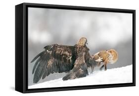 Golden Eagle and Red Fox-Yves Adams-Framed Stretched Canvas