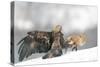 Golden Eagle and Red Fox-Yves Adams-Stretched Canvas