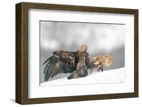 Golden Eagle and Red Fox-Yves Adams-Framed Photographic Print