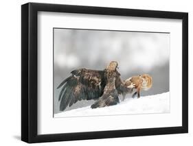 Golden Eagle and Red Fox-Yves Adams-Framed Photographic Print
