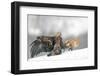 Golden Eagle and Red Fox-Yves Adams-Framed Photographic Print