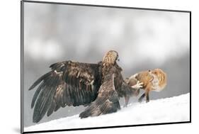 Golden Eagle and Red Fox-Yves Adams-Mounted Photographic Print