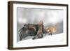 Golden Eagle and Red Fox-Yves Adams-Framed Photographic Print