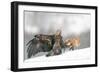 Golden Eagle and Red Fox-Yves Adams-Framed Photographic Print