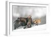 Golden Eagle and Red Fox-Yves Adams-Framed Photographic Print