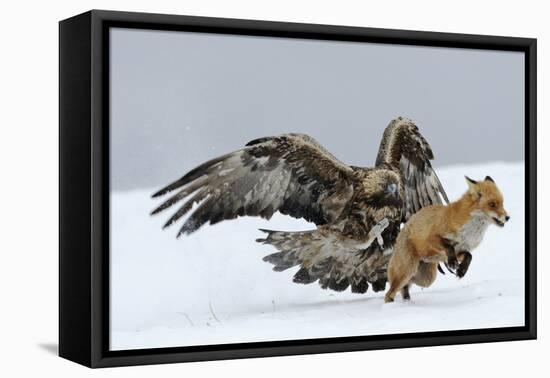 Golden Eagle (Aquila Chrysaetos) Adult Defending Carcass from Red Fox (Vulpes Vulpes), Bulgaria-Stefan Huwiler-Framed Stretched Canvas