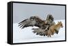 Golden Eagle (Aquila Chrysaetos) Adult Defending Carcass from Red Fox (Vulpes Vulpes), Bulgaria-Stefan Huwiler-Framed Stretched Canvas