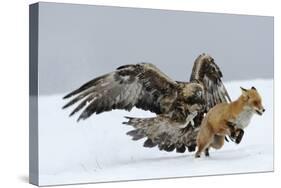 Golden Eagle (Aquila Chrysaetos) Adult Defending Carcass from Red Fox (Vulpes Vulpes), Bulgaria-Stefan Huwiler-Stretched Canvas