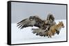 Golden Eagle (Aquila Chrysaetos) Adult Defending Carcass from Red Fox (Vulpes Vulpes), Bulgaria-Stefan Huwiler-Framed Stretched Canvas