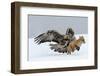 Golden Eagle (Aquila Chrysaetos) Adult Defending Carcass from Red Fox (Vulpes Vulpes), Bulgaria-Stefan Huwiler-Framed Premium Photographic Print