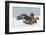 Golden Eagle (Aquila Chrysaetos) Adult Defending Carcass from Red Fox (Vulpes Vulpes), Bulgaria-Stefan Huwiler-Framed Premium Photographic Print