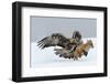 Golden Eagle (Aquila Chrysaetos) Adult Defending Carcass from Red Fox (Vulpes Vulpes), Bulgaria-Stefan Huwiler-Framed Premium Photographic Print