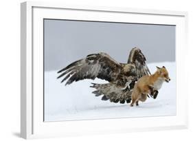 Golden Eagle (Aquila Chrysaetos) Adult Defending Carcass from Red Fox (Vulpes Vulpes), Bulgaria-Stefan Huwiler-Framed Photographic Print