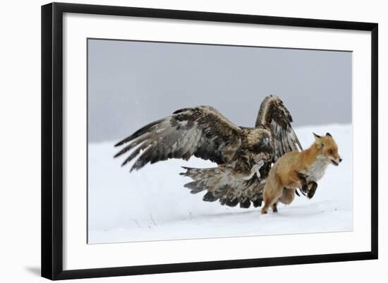 Golden Eagle (Aquila Chrysaetos) Adult Defending Carcass from Red Fox (Vulpes Vulpes), Bulgaria-Stefan Huwiler-Framed Photographic Print