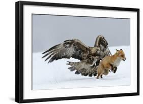 Golden Eagle (Aquila Chrysaetos) Adult Defending Carcass from Red Fox (Vulpes Vulpes), Bulgaria-Stefan Huwiler-Framed Photographic Print