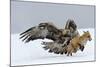 Golden Eagle (Aquila Chrysaetos) Adult Defending Carcass from Red Fox (Vulpes Vulpes), Bulgaria-Stefan Huwiler-Mounted Photographic Print