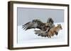 Golden Eagle (Aquila Chrysaetos) Adult Defending Carcass from Red Fox (Vulpes Vulpes), Bulgaria-Stefan Huwiler-Framed Photographic Print