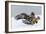 Golden Eagle (Aquila Chrysaetos) Adult Defending Carcass from Red Fox (Vulpes Vulpes), Bulgaria-Stefan Huwiler-Framed Photographic Print