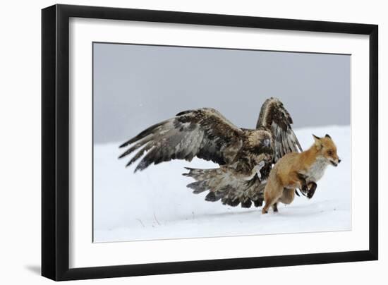 Golden Eagle (Aquila Chrysaetos) Adult Defending Carcass from Red Fox (Vulpes Vulpes), Bulgaria-Stefan Huwiler-Framed Photographic Print