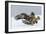 Golden Eagle (Aquila Chrysaetos) Adult Defending Carcass from Red Fox (Vulpes Vulpes), Bulgaria-Stefan Huwiler-Framed Photographic Print