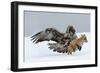 Golden Eagle (Aquila Chrysaetos) Adult Defending Carcass from Red Fox (Vulpes Vulpes), Bulgaria-Stefan Huwiler-Framed Photographic Print