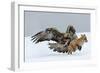 Golden Eagle (Aquila Chrysaetos) Adult Defending Carcass from Red Fox (Vulpes Vulpes), Bulgaria-Stefan Huwiler-Framed Photographic Print