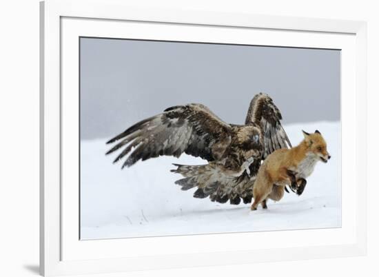 Golden Eagle (Aquila Chrysaetos) Adult Defending Carcass from Red Fox (Vulpes Vulpes), Bulgaria-Stefan Huwiler-Framed Photographic Print