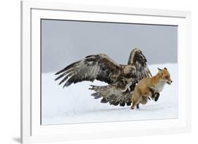 Golden Eagle (Aquila Chrysaetos) Adult Defending Carcass from Red Fox (Vulpes Vulpes), Bulgaria-Stefan Huwiler-Framed Photographic Print