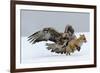 Golden Eagle (Aquila Chrysaetos) Adult Defending Carcass from Red Fox (Vulpes Vulpes), Bulgaria-Stefan Huwiler-Framed Photographic Print