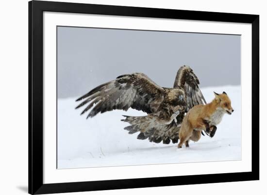 Golden Eagle (Aquila Chrysaetos) Adult Defending Carcass from Red Fox (Vulpes Vulpes), Bulgaria-Stefan Huwiler-Framed Photographic Print