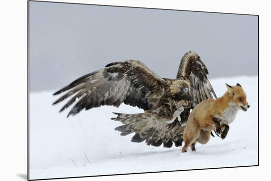 Golden Eagle (Aquila Chrysaetos) Adult Defending Carcass from Red Fox (Vulpes Vulpes), Bulgaria-Stefan Huwiler-Mounted Photographic Print