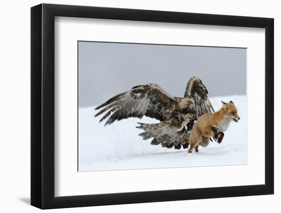 Golden Eagle (Aquila Chrysaetos) Adult Defending Carcass from Red Fox (Vulpes Vulpes), Bulgaria-Stefan Huwiler-Framed Photographic Print