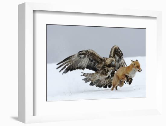 Golden Eagle (Aquila Chrysaetos) Adult Defending Carcass from Red Fox (Vulpes Vulpes), Bulgaria-Stefan Huwiler-Framed Photographic Print